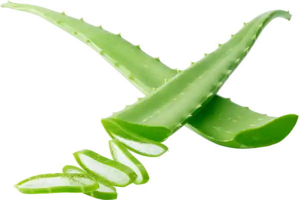alovera